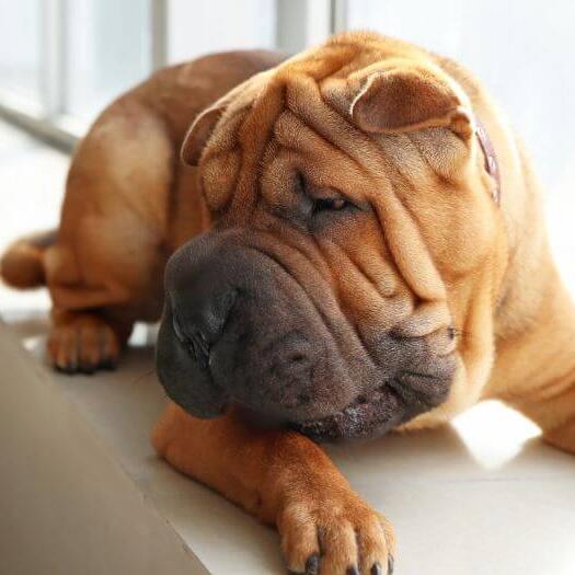 Fashion baby chinese shar pei